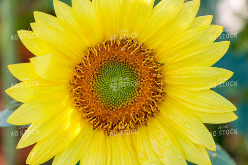 Sunflower 60027