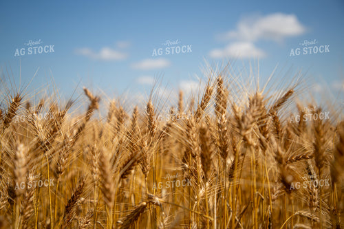 Mature Wheat Field 208101