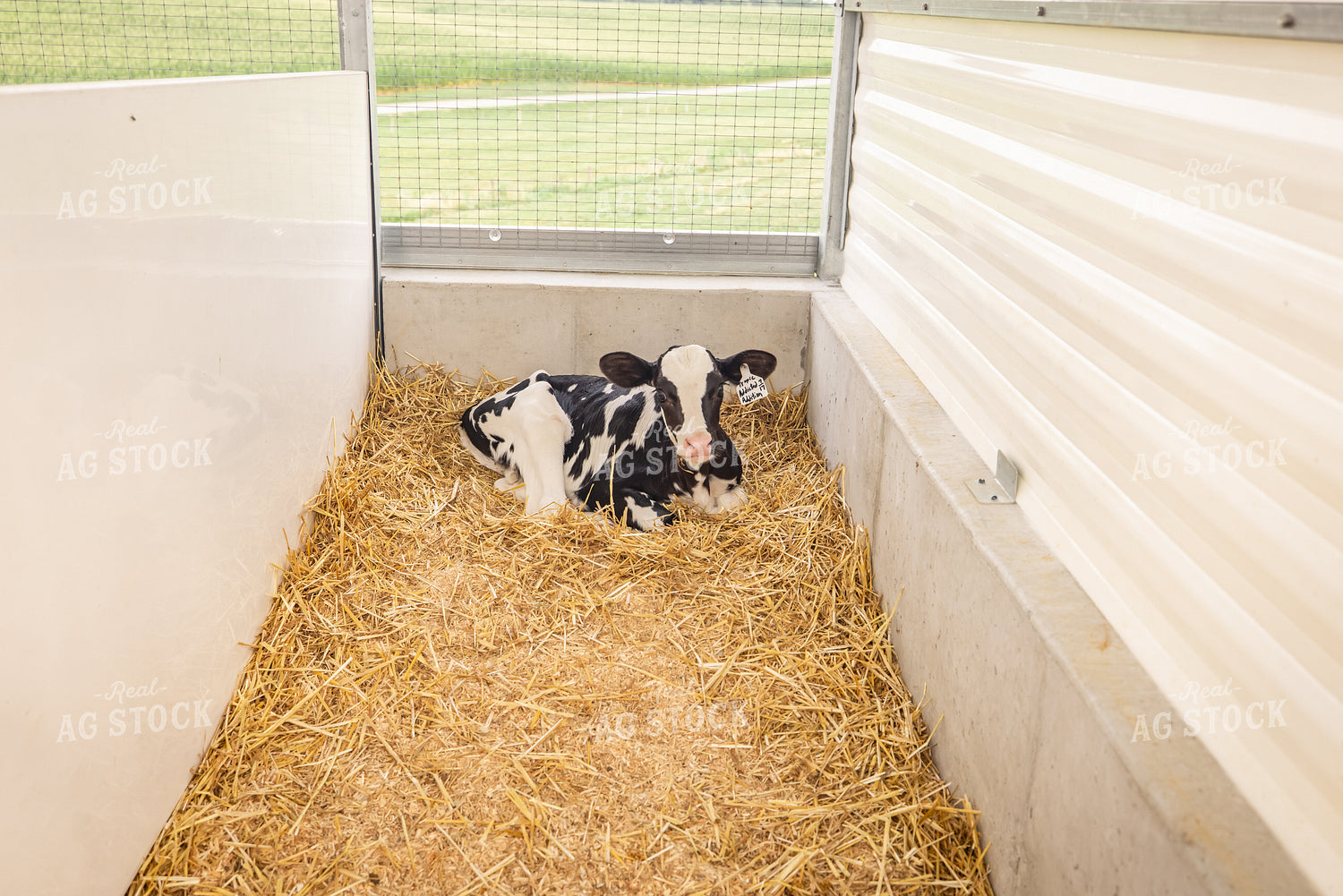 Holstein Calves 270180