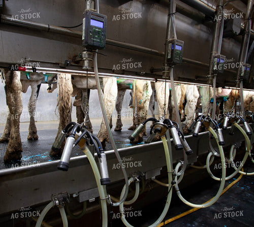 Milking Cows in Dairy Parlor 132168