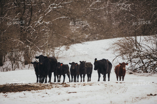 Angus Cows and Calves in Snowy Pasture 3752
