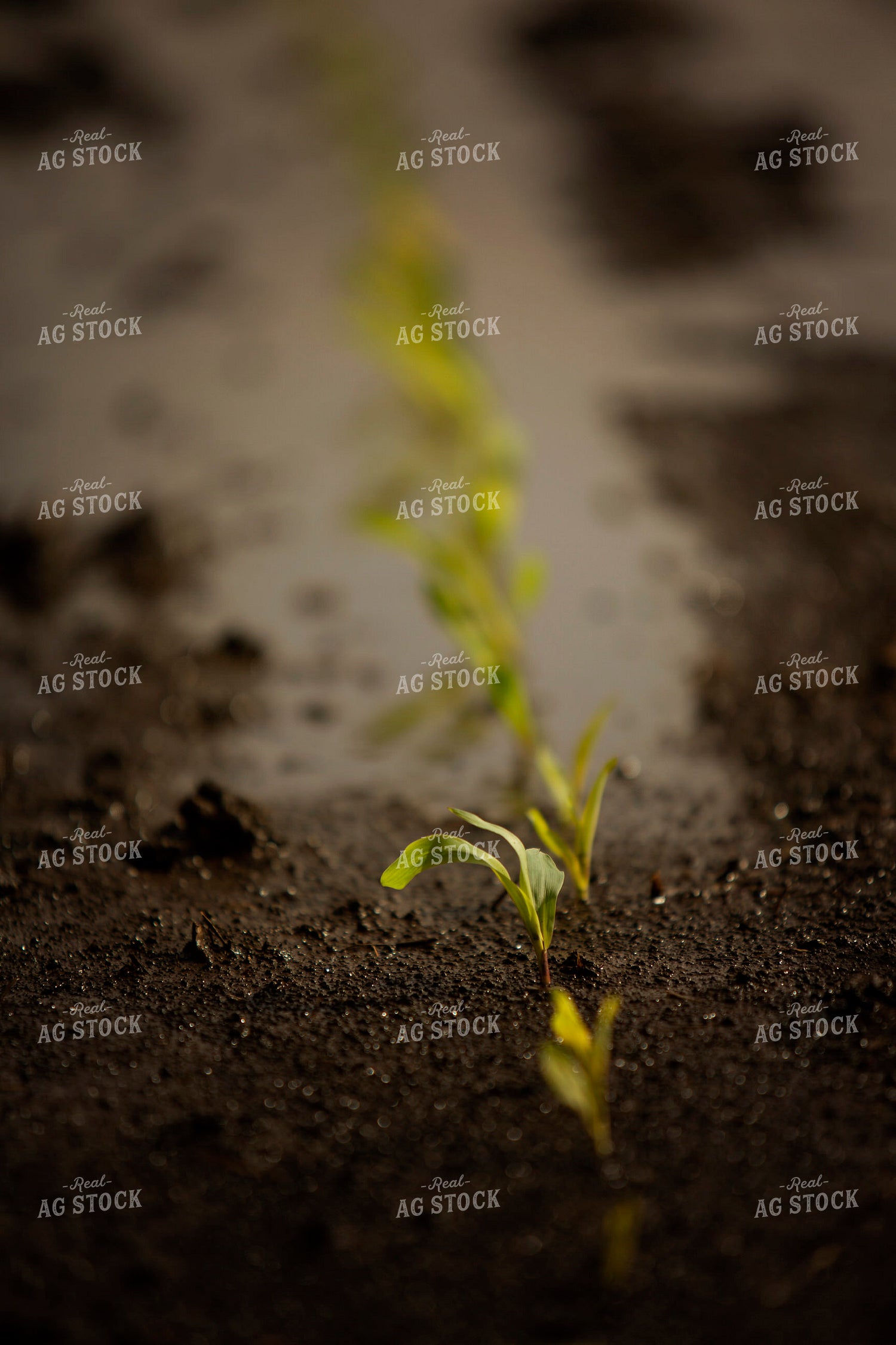 Row of Early Growth Corn in Wet Soil 5543