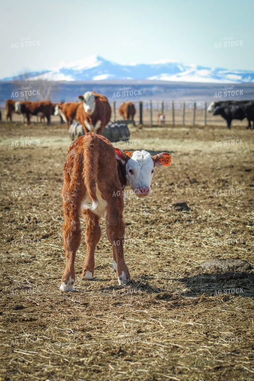 Hereford Cow and Calf Pair 78108