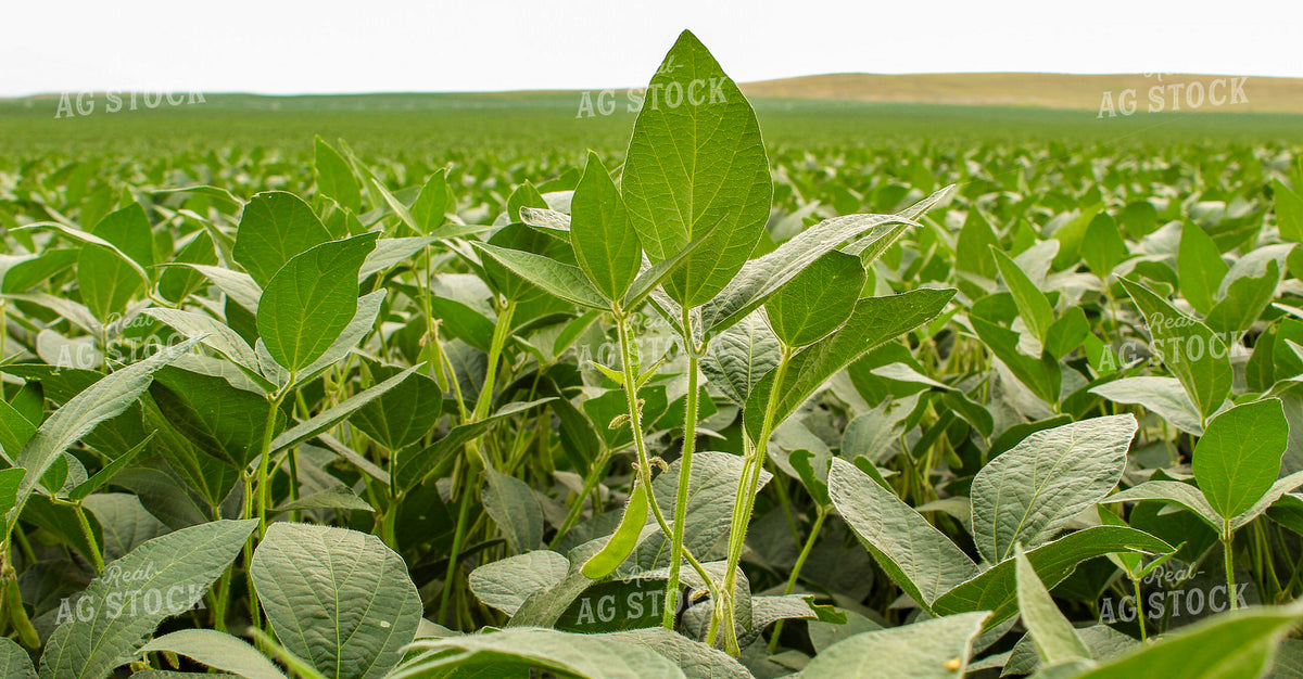 Mid-Season Soybean Field 237017