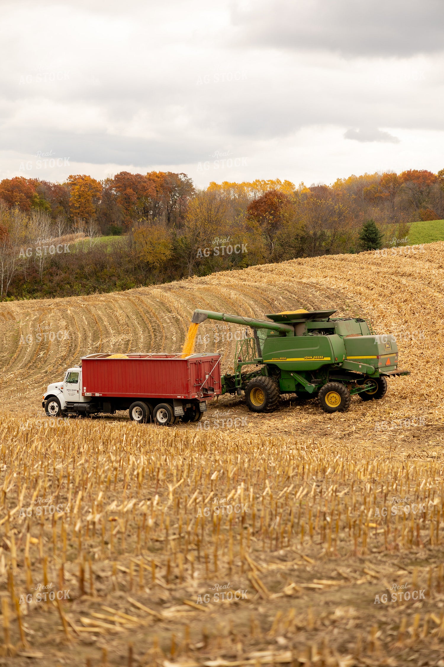 Corn Harvest 194085