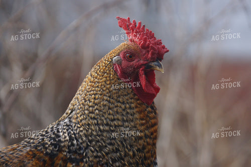 Chicken In Farmyard 126000