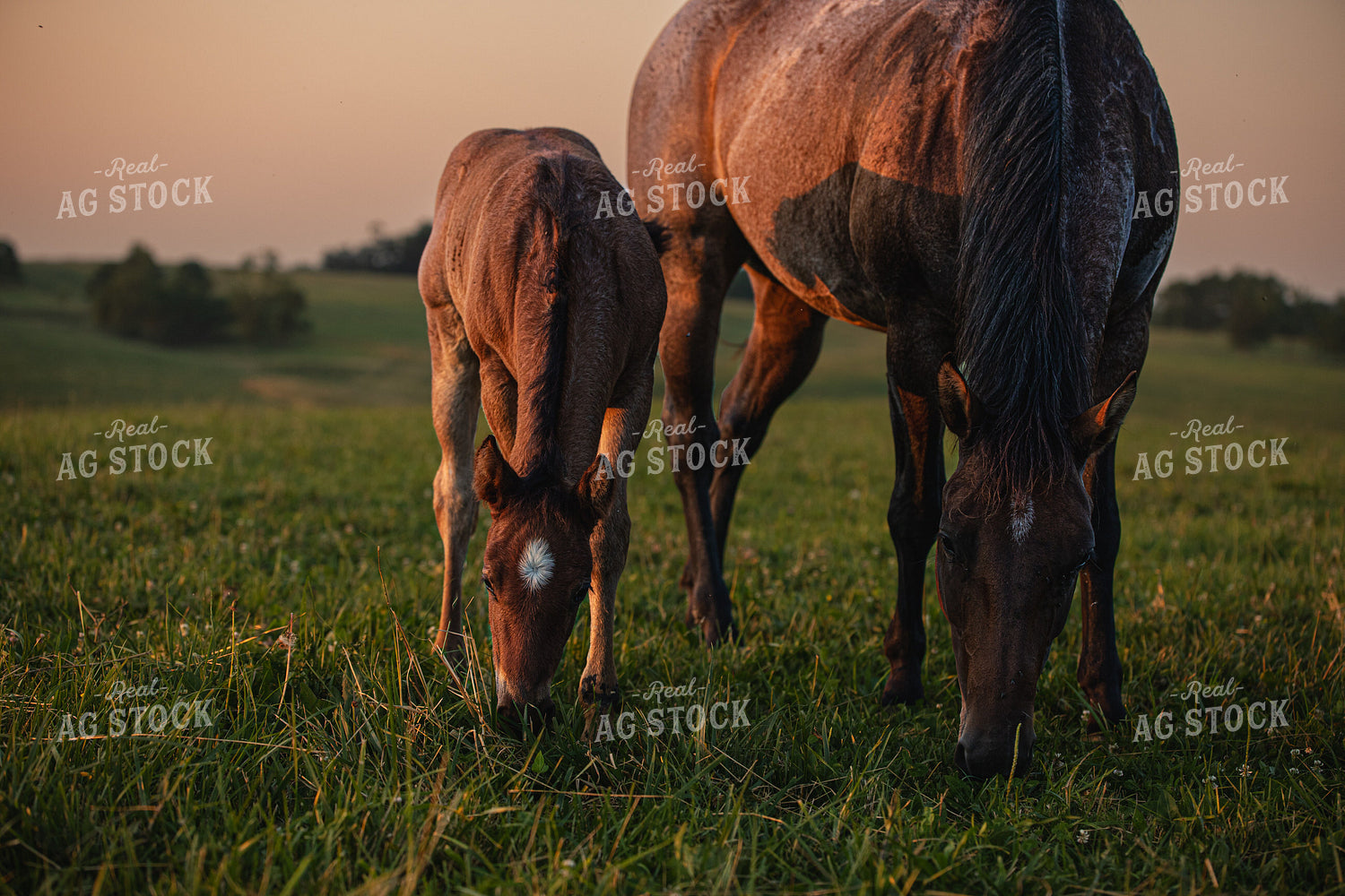 Horse and Foal 189063