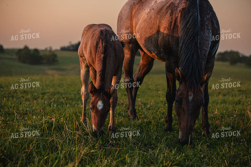 Horse and Foal 189063