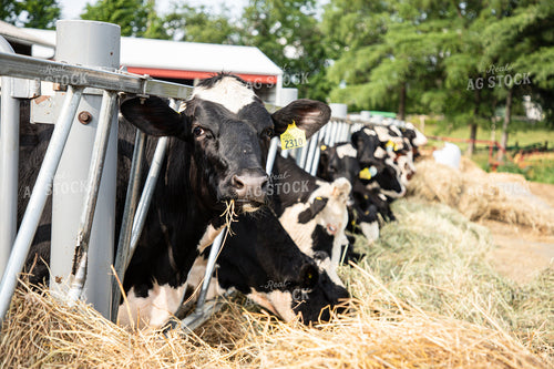 Holstein Cattle Eating 1420001
