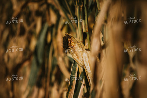 Dried Ear of Corn 4685