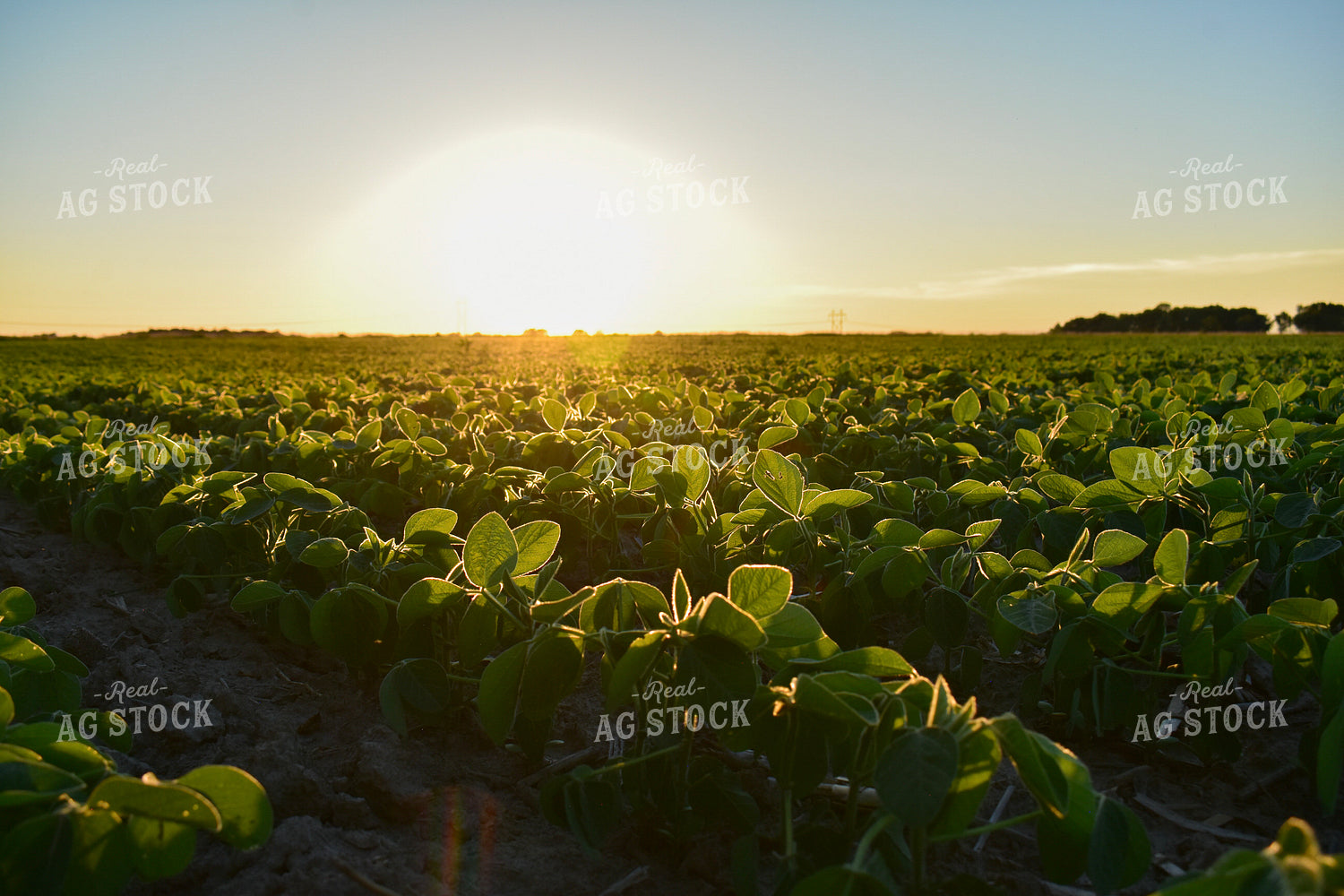 Soybean Field at Sunrise 156124
