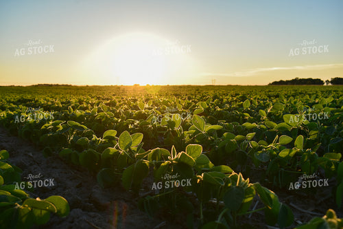 Soybean Field at Sunrise 156124