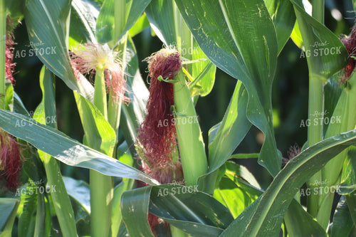 Corn Silks 82148