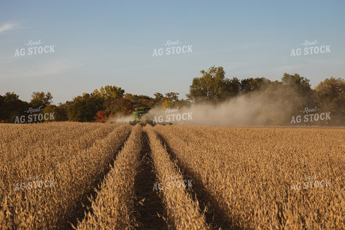 Soybean Harvest 67276