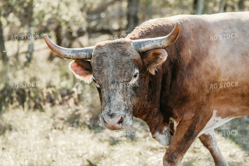 Hereford Cow with Horns in Pasture 64173