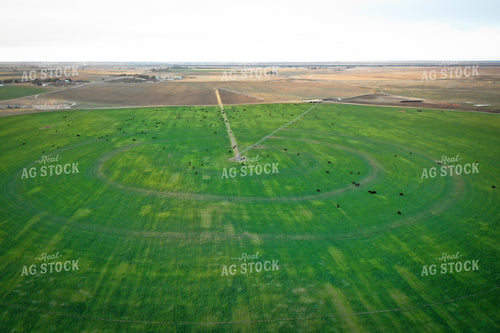 Cattle on Irrigated Pasture 56034