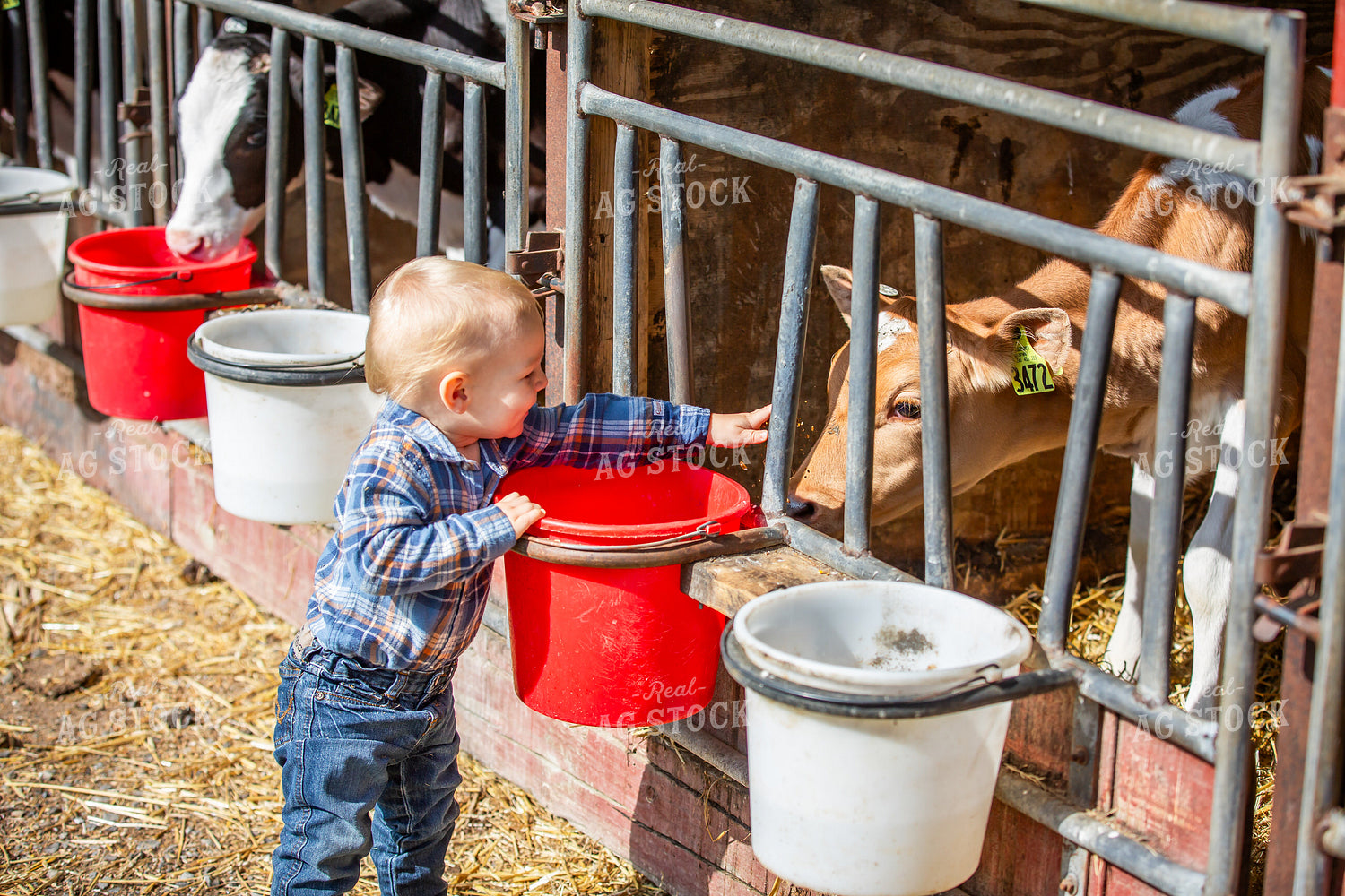 Farm Kids Feeding Calves 270026