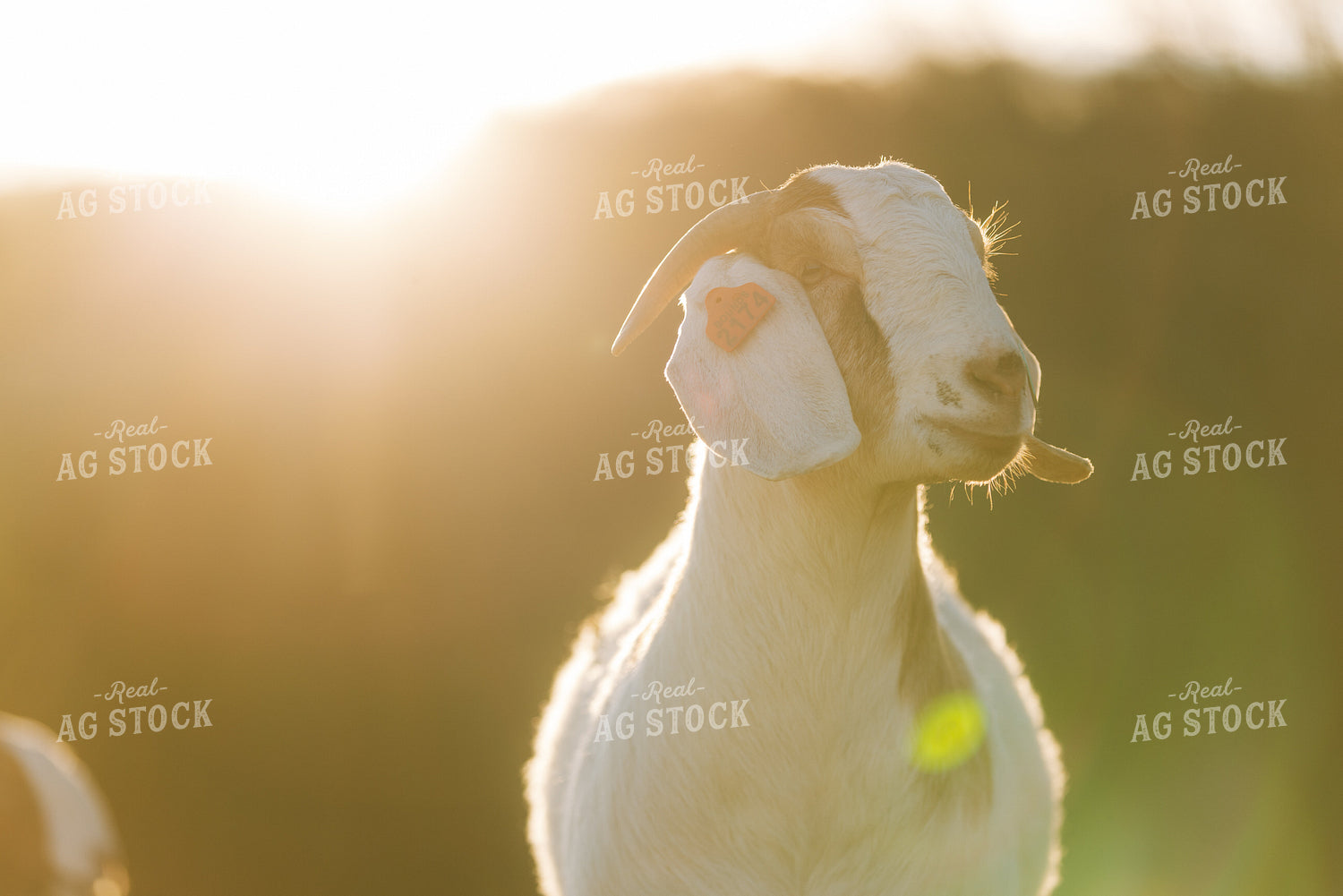 Goats 233005