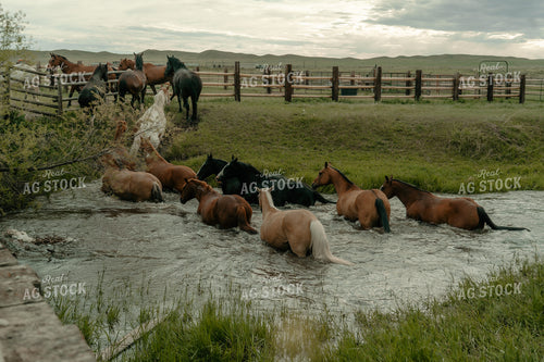 Horses Going Through Creek 58348