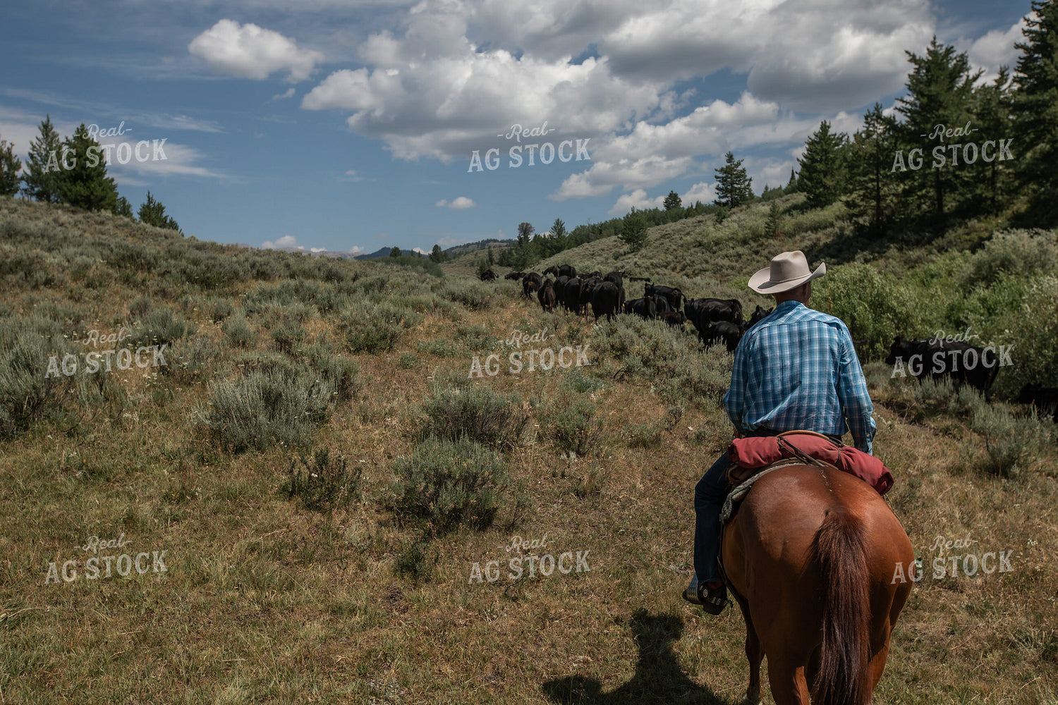 Moving Cattle 304004