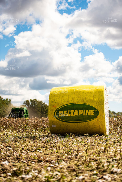 Cotton Harvest 136116