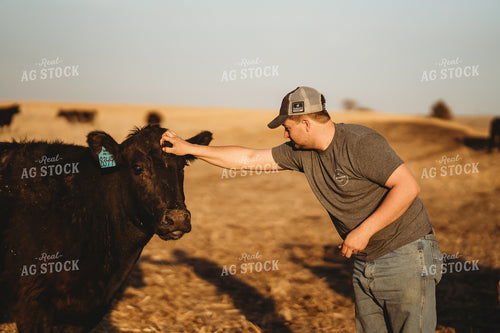 Petting Cow 196076