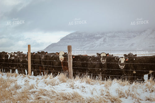 Angus and Baldy Cattle Along Fence in Pasture 78122