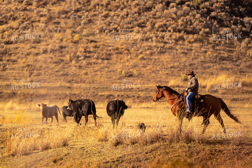 Rancher Herding Cattle on Horseback 163015
