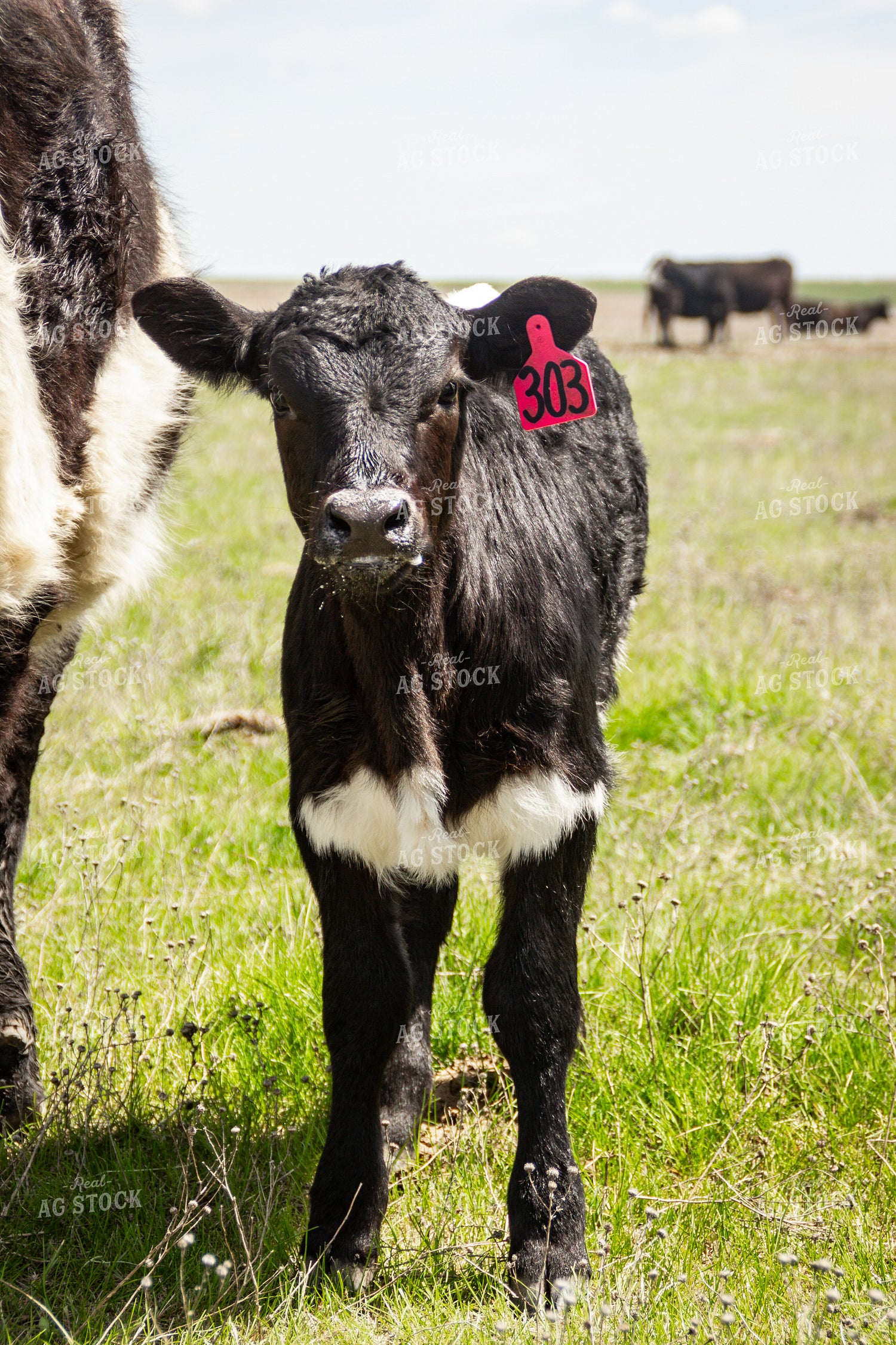 Young Calf Standing in Pasture 155178