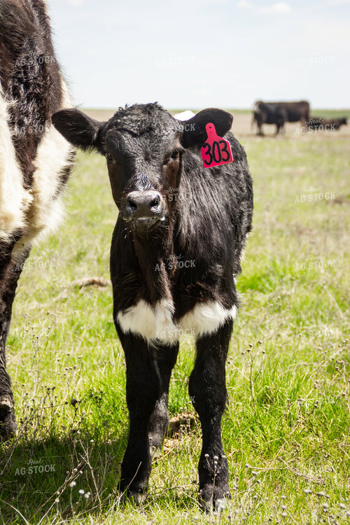 Young Calf Standing in Pasture 155178