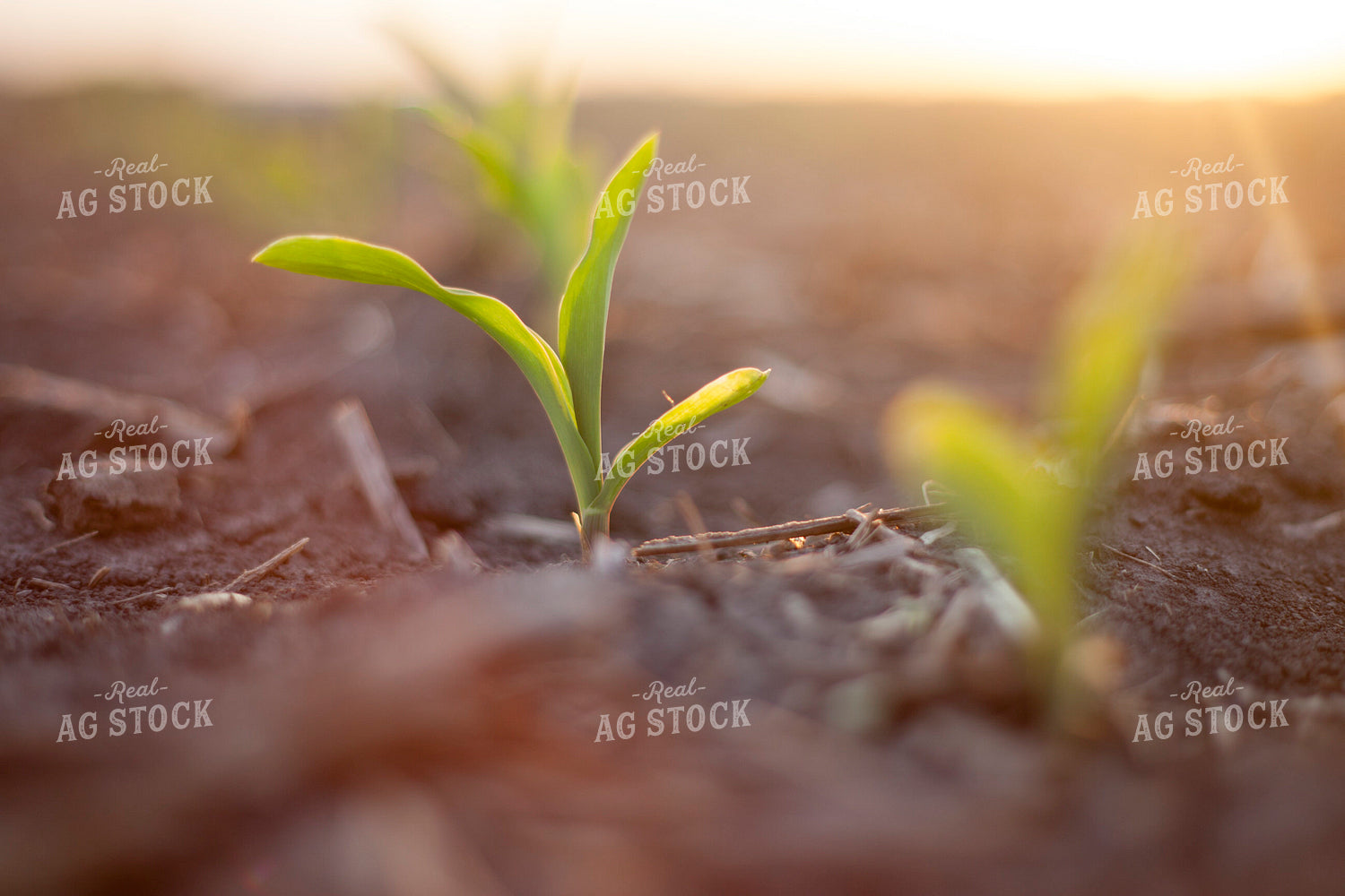 Corn - Early Growth 1189