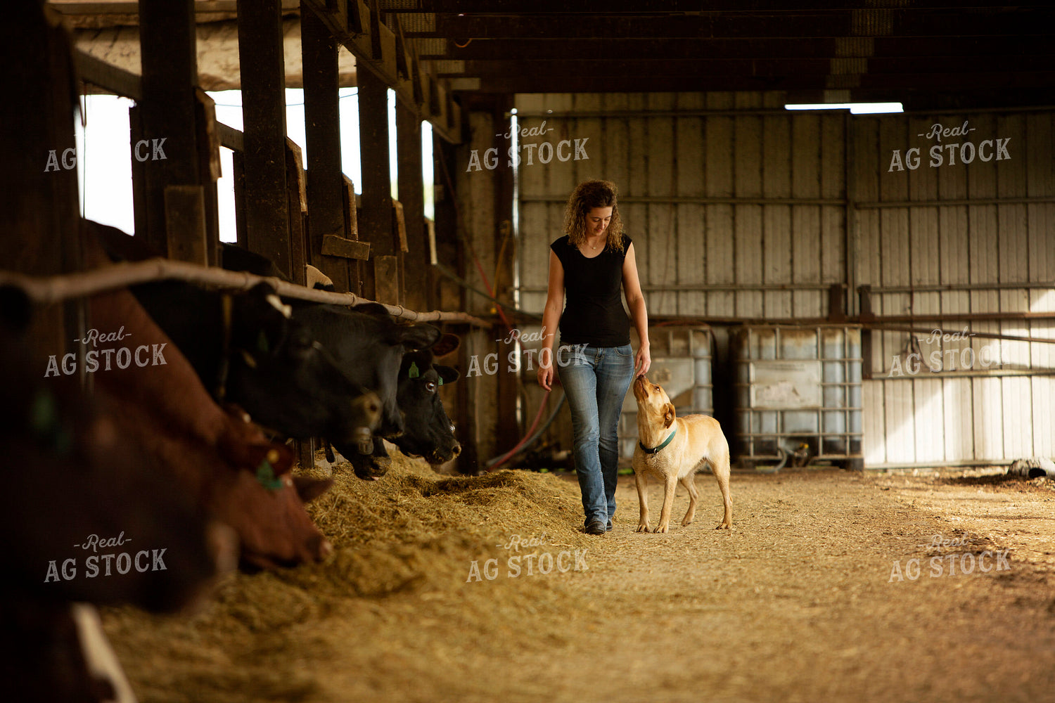 Dairy 2727