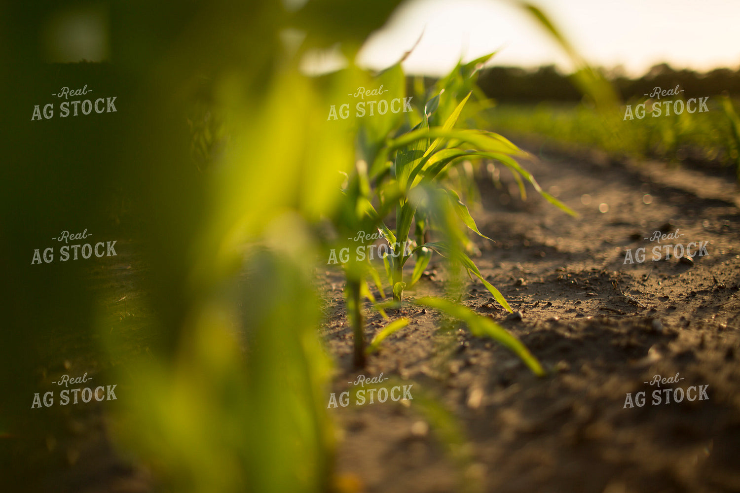 Corn - Early Growth 1069