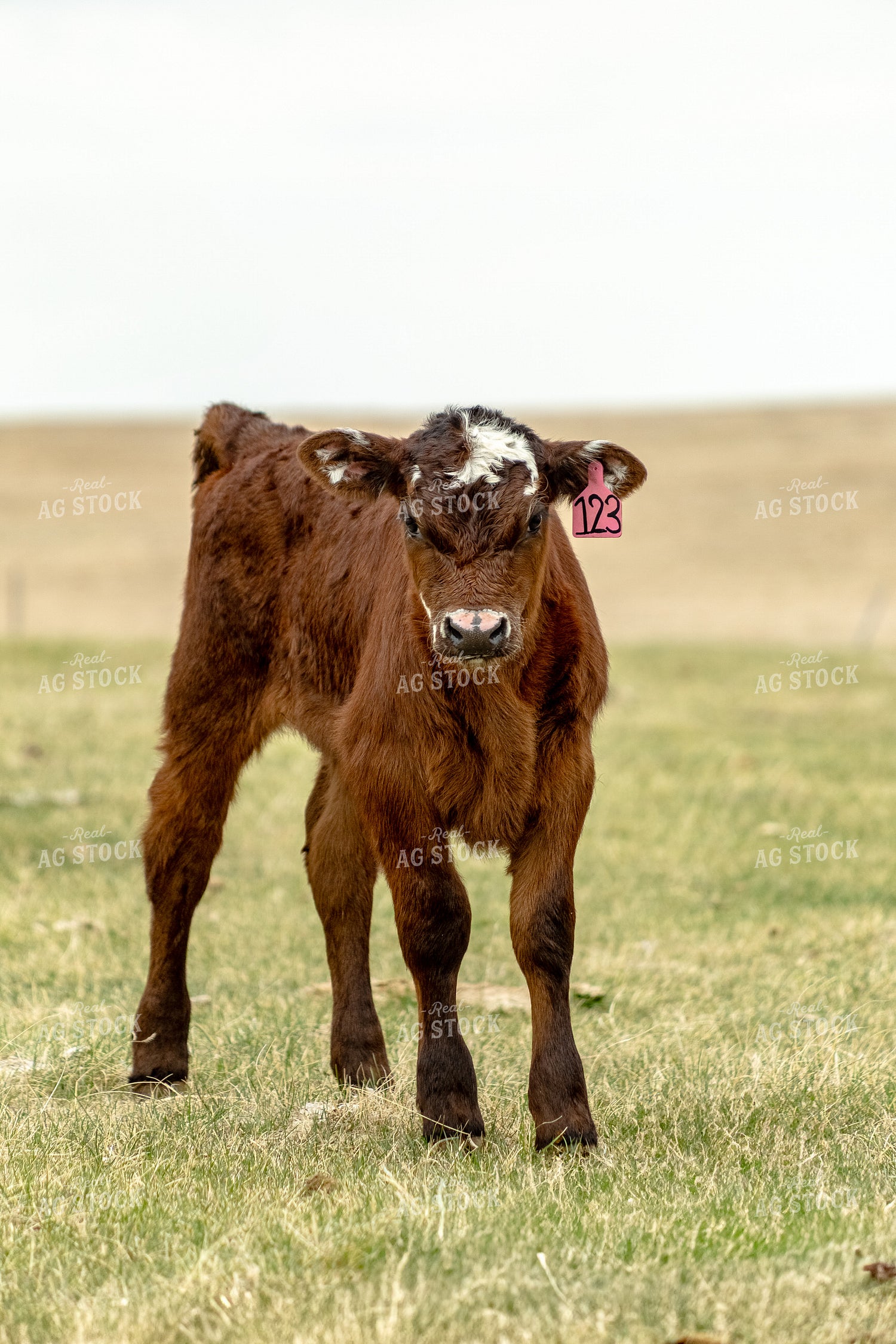 Young Calf 155724