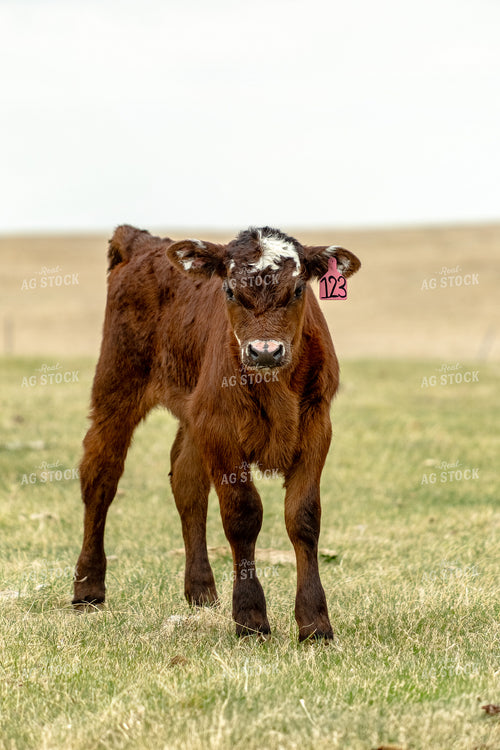 Young Calf 155724