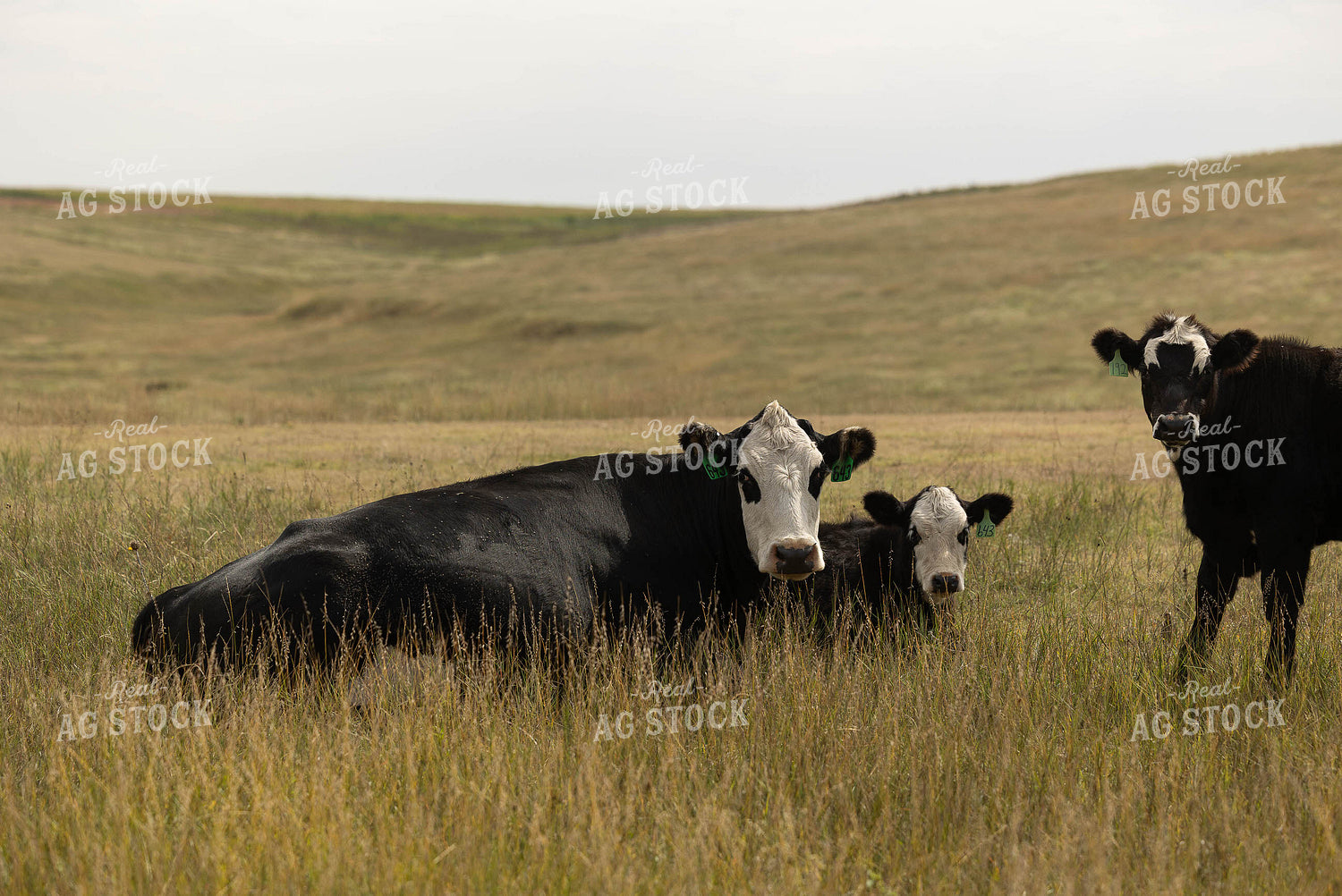 Black Baldy Cattle on Pasture 303022