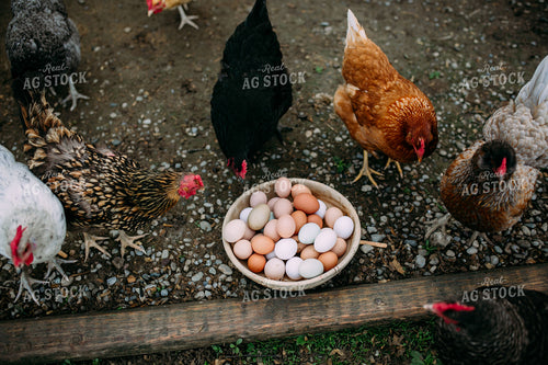 Chickens 169073