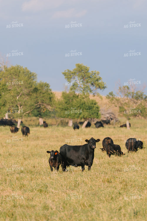 Black Angus Cattle on Pasture 68287