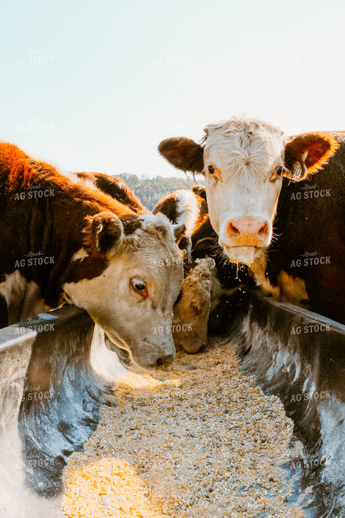 Hereford Cattle Eating Out of Trough 125061