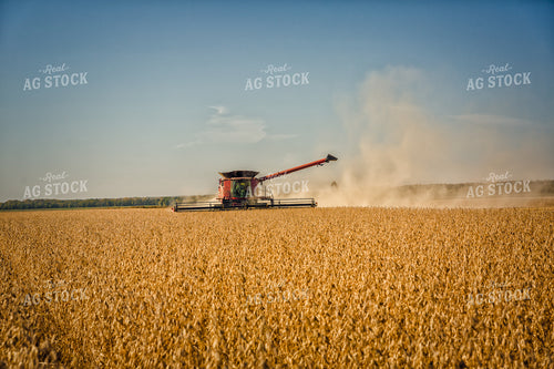 Soybean Harvest 153004