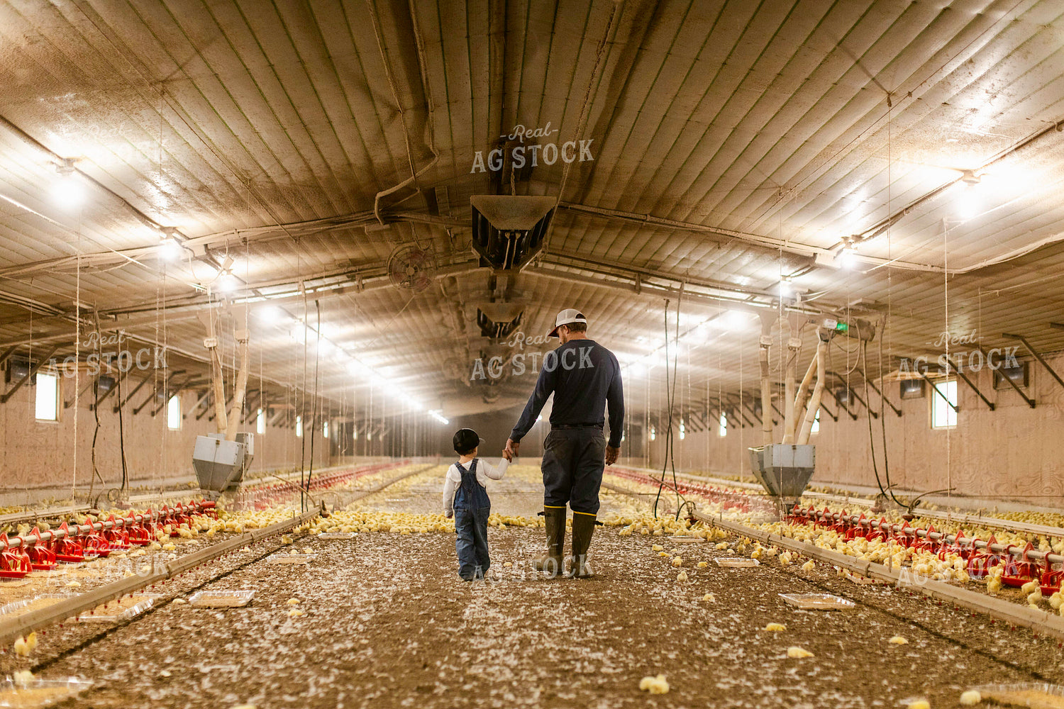 Farmer and Son in Chicken Barn 280004