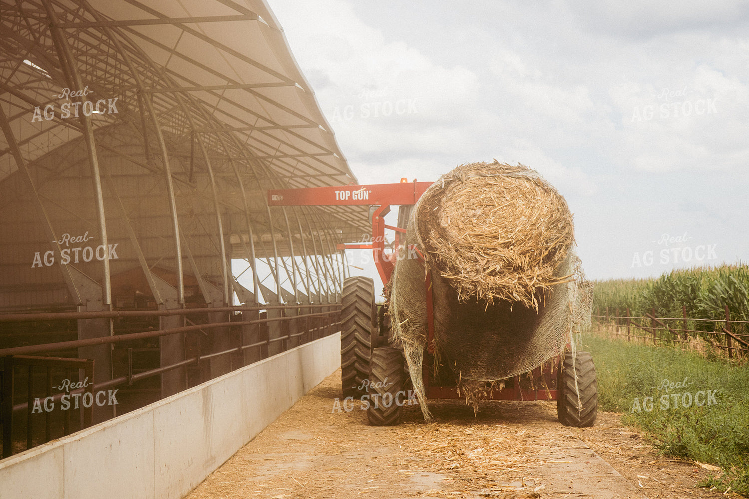 Feeding Silage to Cattle from Round Bale Processor 67407