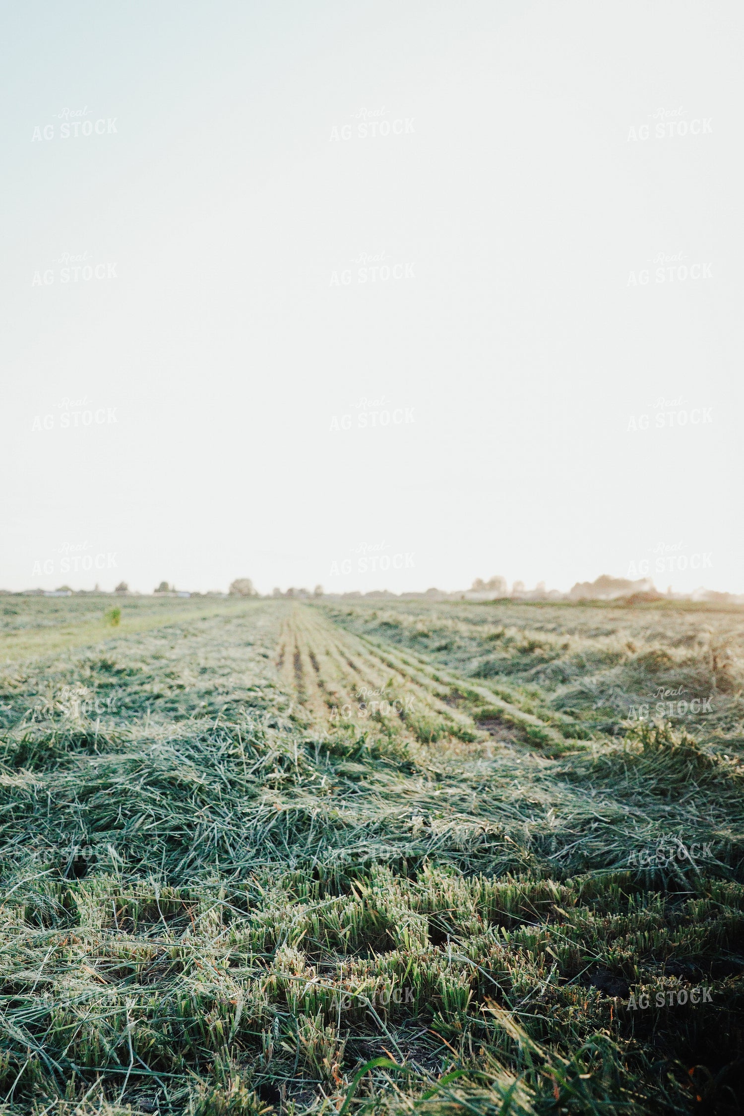 Wheat Green Chopped for Forage 83167