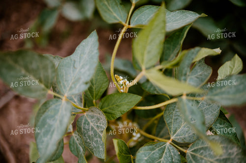 Budding Soybean Plant 125179