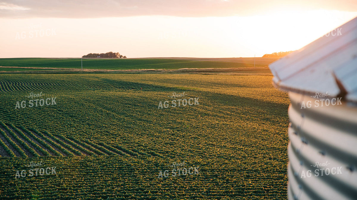 Early Season Soybean Field at Sunset with Grain Bin 401017