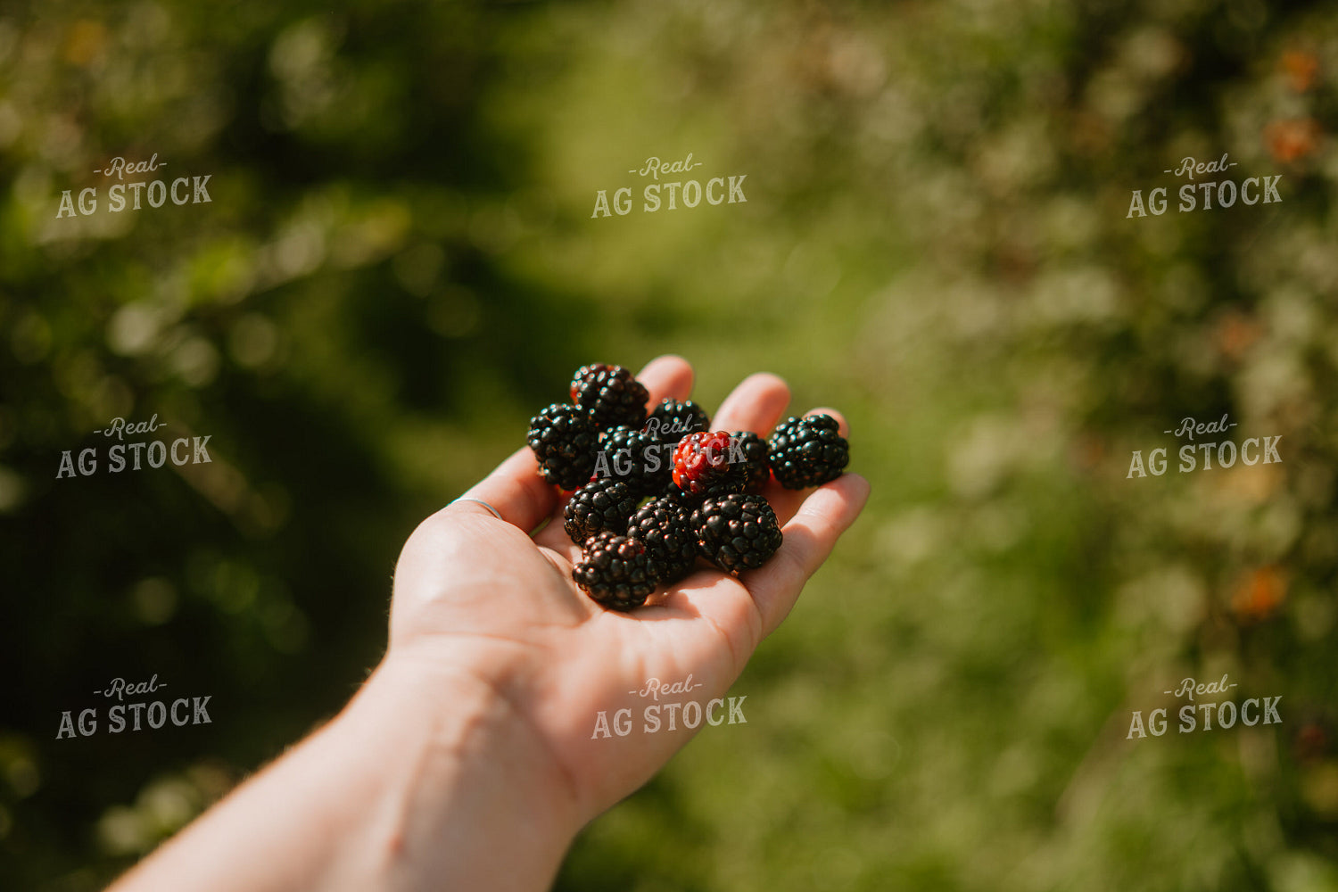 Harvested Blackberries 125368