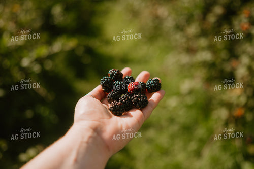 Harvested Blackberries 125368