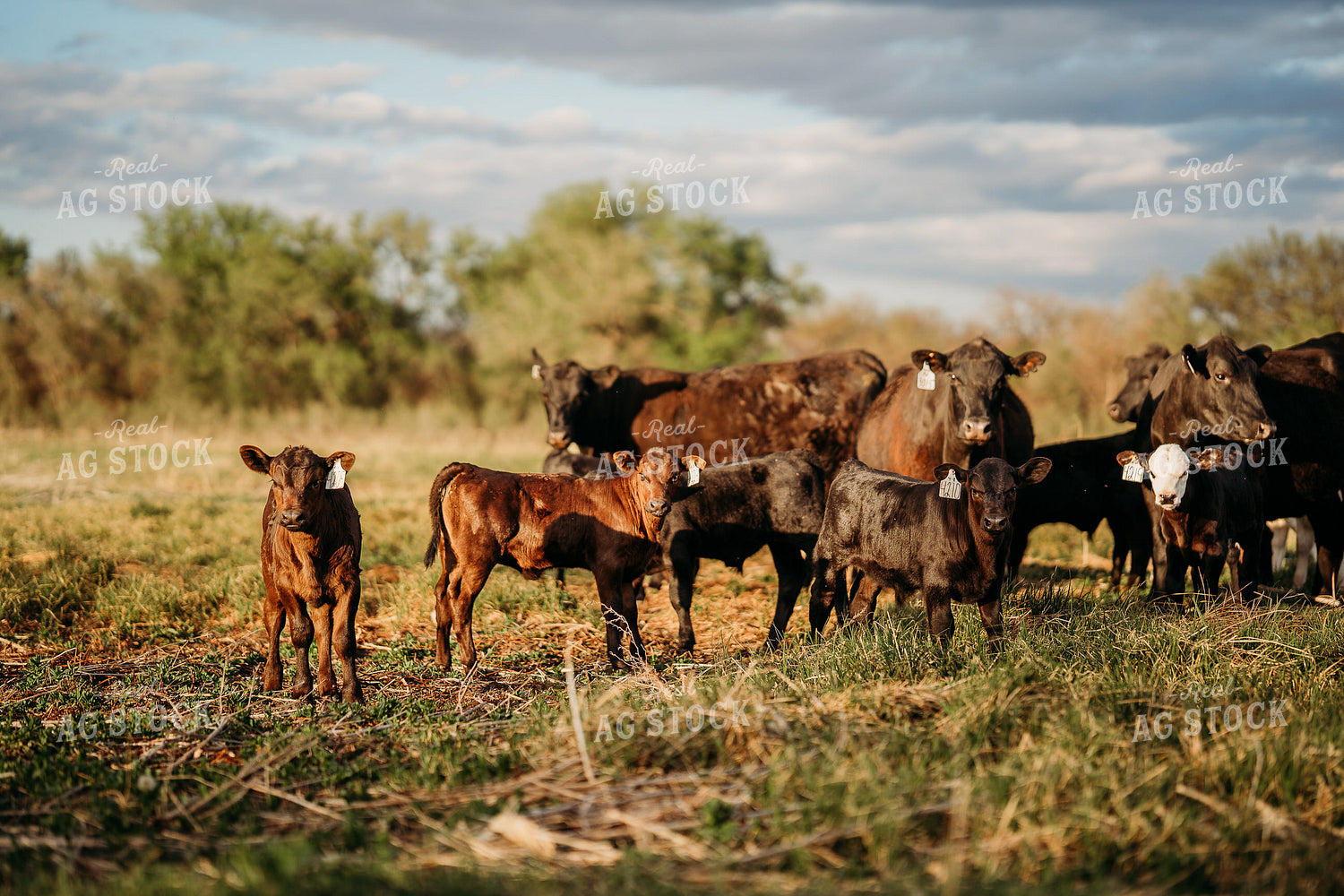 Cow Calf Pairs on Pasture 196312