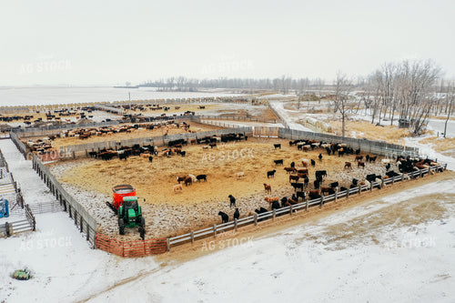 Feeding Cattle in Feedlot 64046