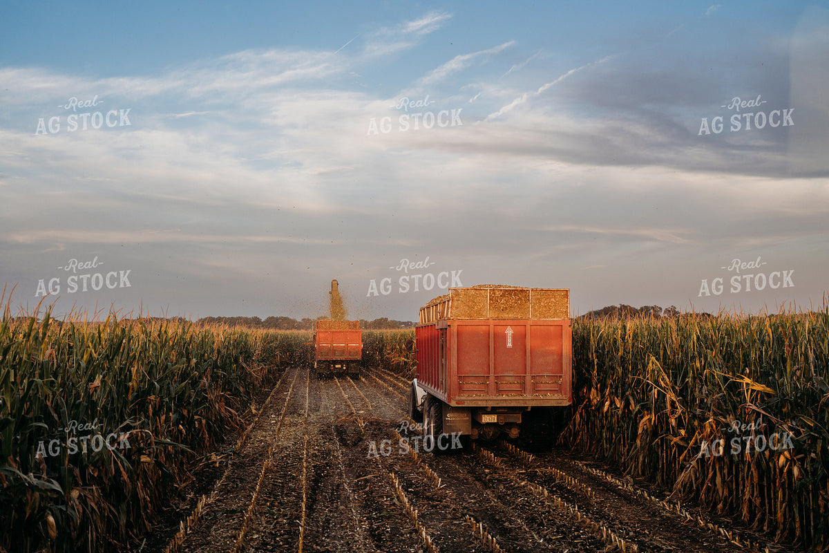 Silage Harvest 196381